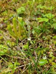 Carex anthoxanthea