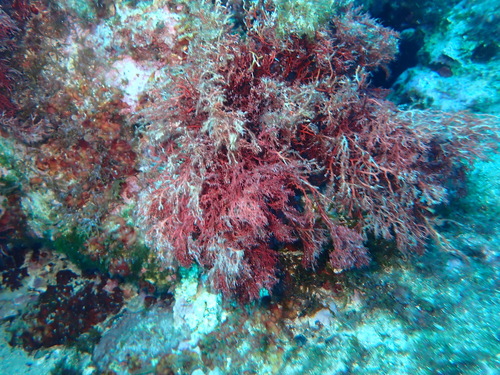 Sphaerococcus coronopifolius observed 2026-10-10