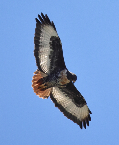 iNaturalist image