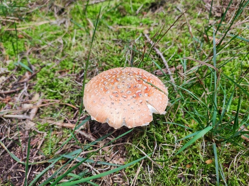 Fly Agaric