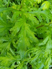 Artemisia vulgaris