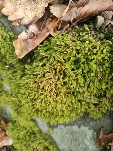 tree-skirt moss