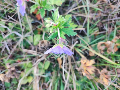 Meadow Crane's-bill