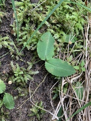 Chiloglottis diphylla