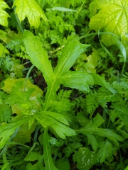 Artemisia vulgaris
