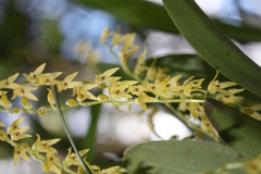Stelis greenwoodii