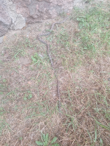 Eastern Milksnake
