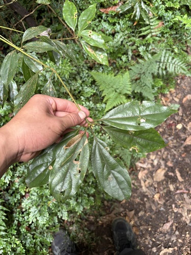 Cryptocarya chinensis observed 2026-10-11
