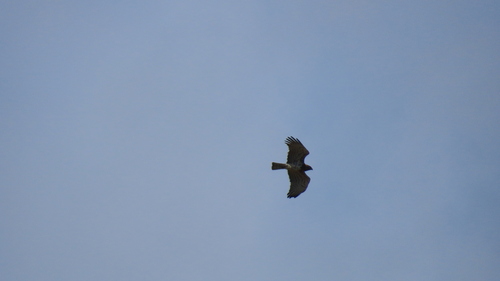 Culebrera europea