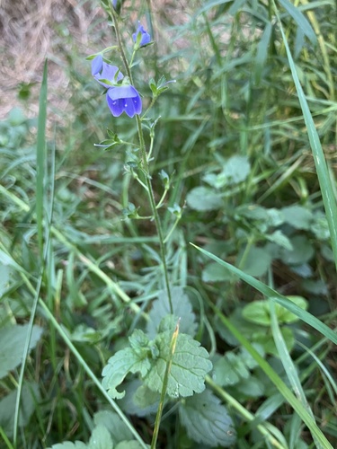 Germander Speedwell