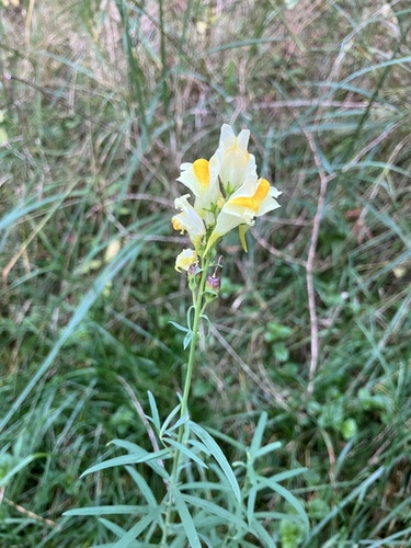 common toadflax