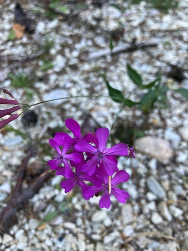 Sweet William Catchfly