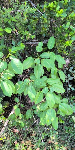 Hippomane mancinella observed 2026-10-11
