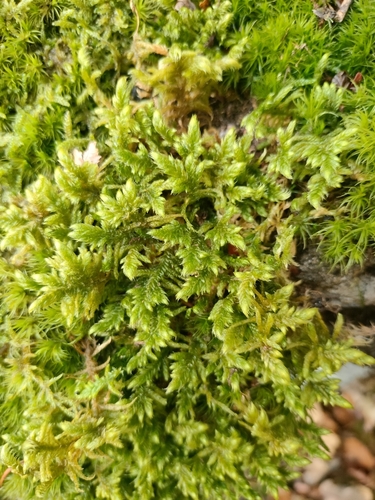 Rhytidium rugosum observed 2026-10-11