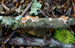 Scytinostroma artocreas