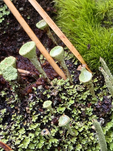 Trumpet Lichen