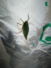 Onomarchus uninotatus