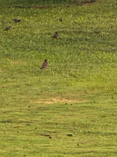 Acridotheres tristis observed 2026-10-11