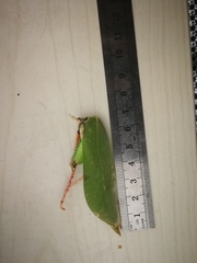 Onomarchus uninotatus