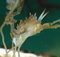 Coryphella cooperi