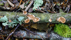 Scytinostroma artocreas