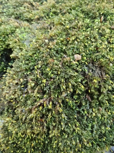 Rhynchostegium riparioides observed 2026-10-11