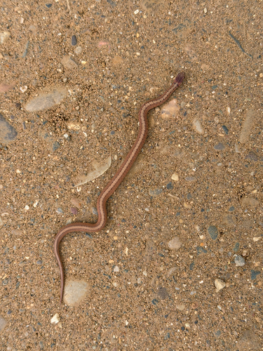 DeKay's Brownsnake