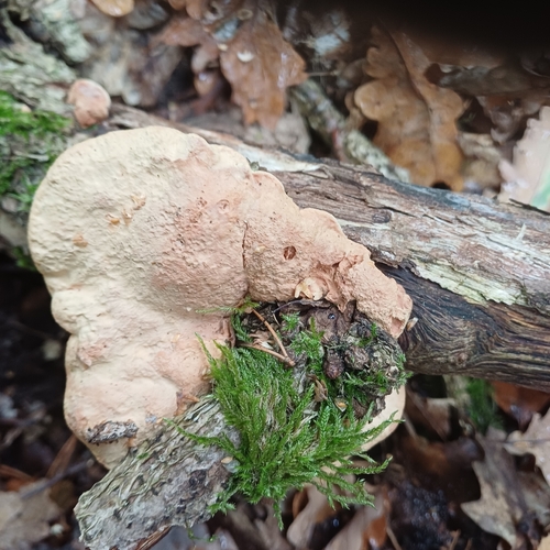 tender nesting polypore