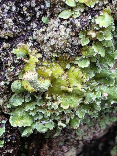 Finger Cup Lichen