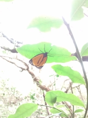 Paratype univitta