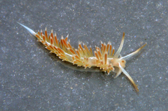 Coryphella cooperi
