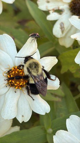 Common Eastern Bumble Bee