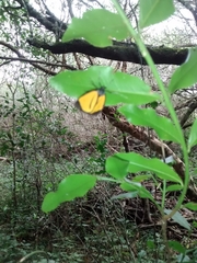Paratype univitta