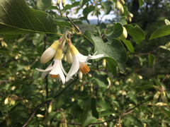 Styrax redivivus