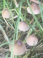 Mycena austrofilopes