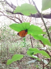 Paratype univitta