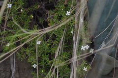 Arcytophyllum thymifolium