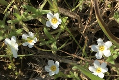 Plagiobothrys chorisianus hickmanii