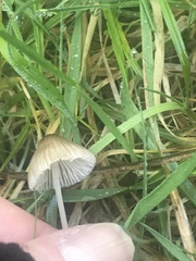 Mycena austrofilopes