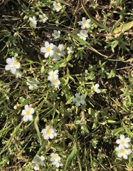 Plagiobothrys chorisianus hickmanii