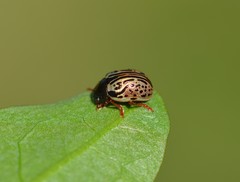 Calligrapha philadelphica