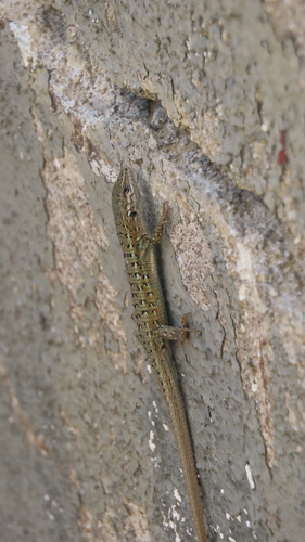 Lagartija Cenicienta