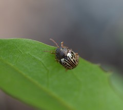 Calligrapha philadelphica