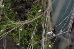 Arcytophyllum thymifolium