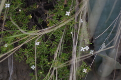 Arcytophyllum thymifolium