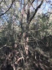 Kunzea leptospermoides