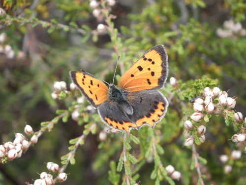 Small Copper