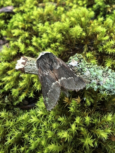 December Moth