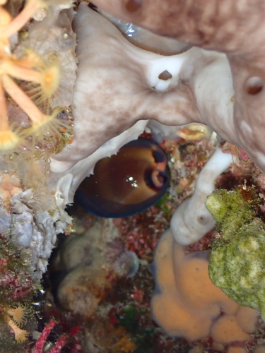 Cypraea lurida observed 2026-10-10