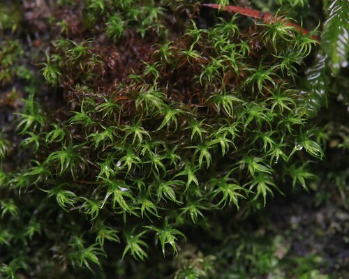 Vinealobryum insulanum observed 2026-10-10